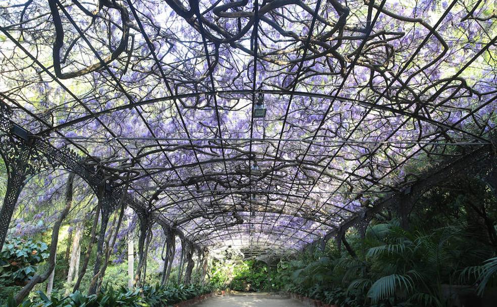 El color de la primavera llega a La ConcepciÓn