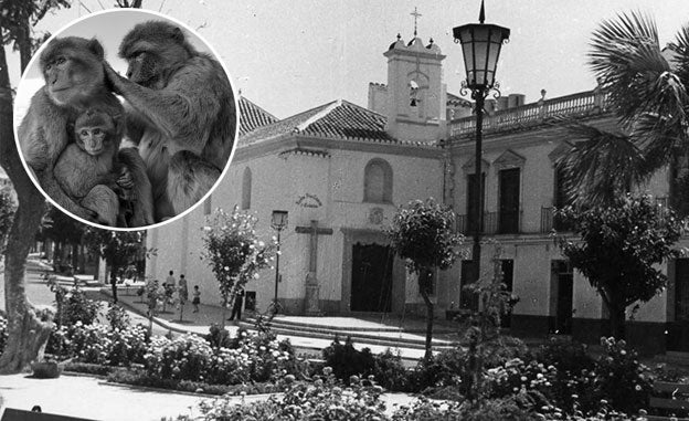 Cuando los monos dominaban la Plaza de la Victoria