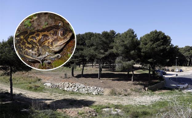 El sapo que bloquea los avances en el parque del Campamento Benítez