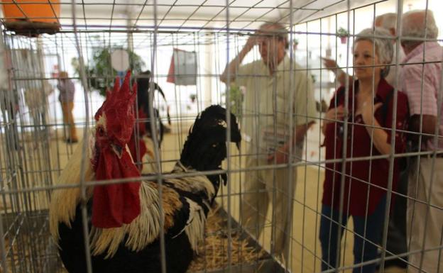 Ronda celebrará del 24 al 26 de mayo su Real Feria de Mayo