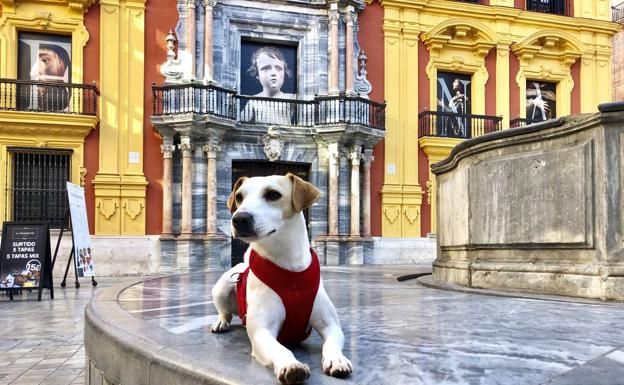 El perro 'influencer' Pipper llega a Málaga para promocionar la ciudad como destino para viajar con mascotas