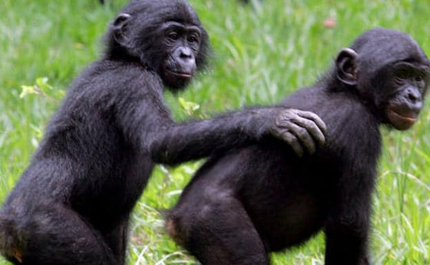 Cómo las mamás bonobo hacen de Celestina de sus hijos machos