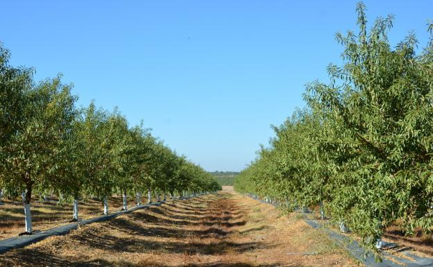 Andalucía recogerá 14.950 toneladas de almendra en la campaña 2019-2020