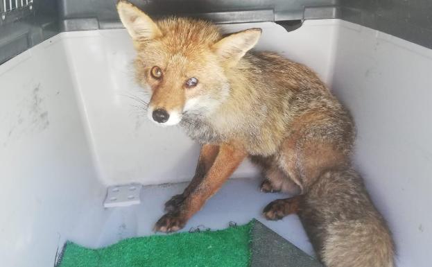 El zorro 'Velecito' ya está en la reserva ecológica de Ojén
