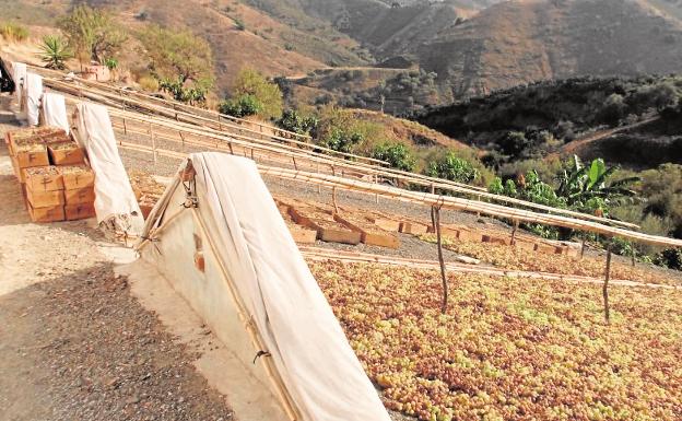 La pasa de la Axarquía se analizará II Jornada de los Sistema del Patrimonio Agrícola Mundial de la FAO