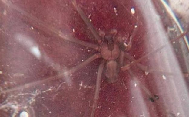 La picadura de la araña violinista que ha hecho saltar las alarmas en España