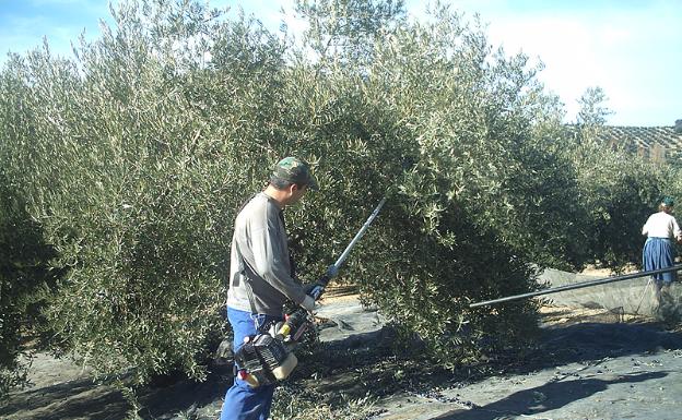 ASAJA, COAG y UPA piden a la Junta la ampliación del presupuesto de ayudas a jóvenes agricultores