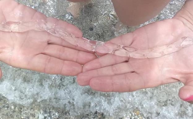 Así son las salpas, los desconocidos e inofensivos invertebrados que han inundado las playas de la Axarquía
