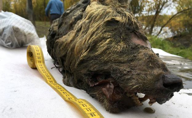 El 'abuelo' siberiano del lobo