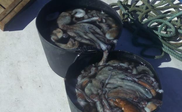 La flota de Málaga finaliza el día 30 la veda de la chirla y la coquina y comienza la del pulpo