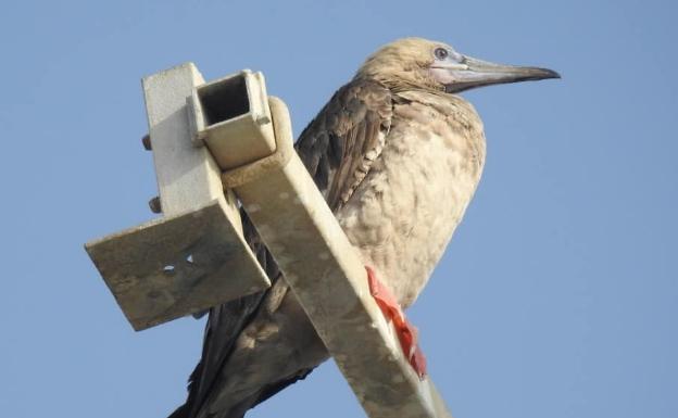 Avistan un ejemplar de piquero patirrojo, un ave tropical, en Caleta de Vélez