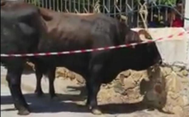 Denunciado por dejar al sol y sufriendo altas temperaturas a unos bueyes en una romería en Benalmádena