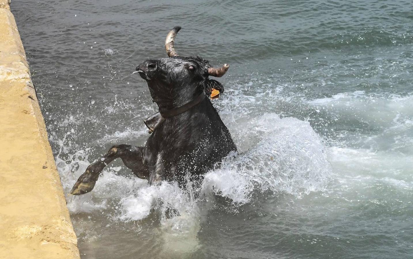 Arrancan los saltos de «Bous a la mar»