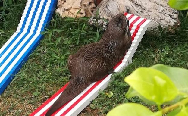 Crean un parque acuático para nutrias con piezas de Lego en Benalmádena