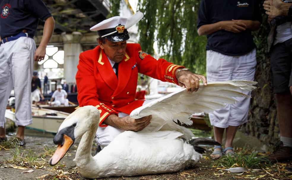 Isabel II hace inventario: cisnes, delfines, ballenas, esturiones...