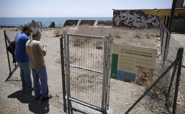 La siempreviva sale de la clandestinidad