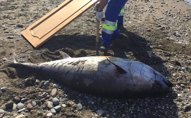 Hallan muerto un atún de unos 200 kilos en una playa de La Cala