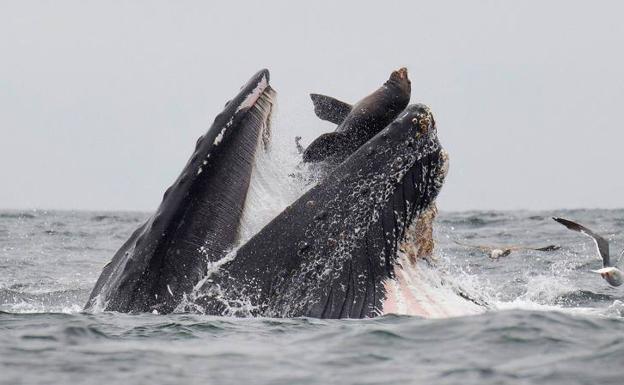 La insólita foto de una ballena capturando un león marino