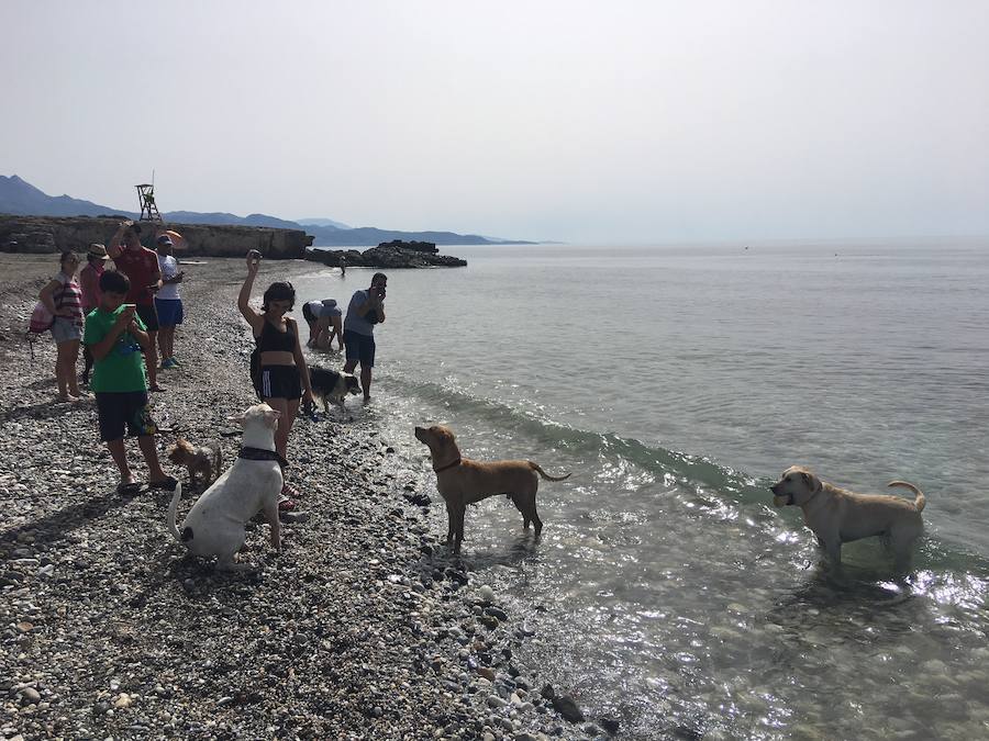 Playas de Málaga para llevarte al perro este verano