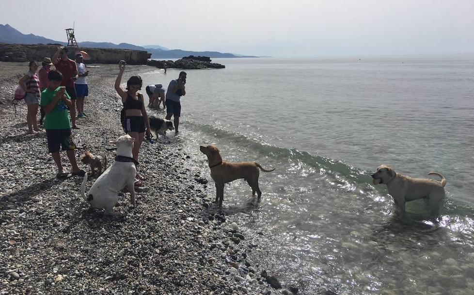 Playas de Málaga para ir con perro este verano