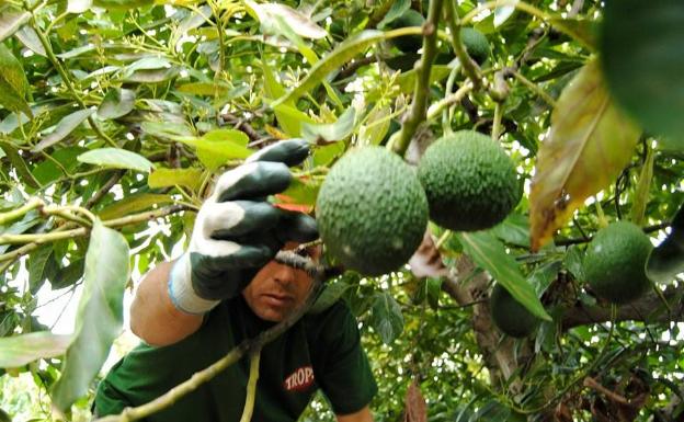 Las exportaciones de subtropicales rebasan por primera vez los 200 millones