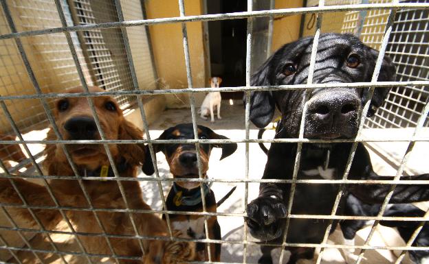 La Triple A esquiva el cierre tras su llamada de auxilio con un repunte de socios, donaciones y material