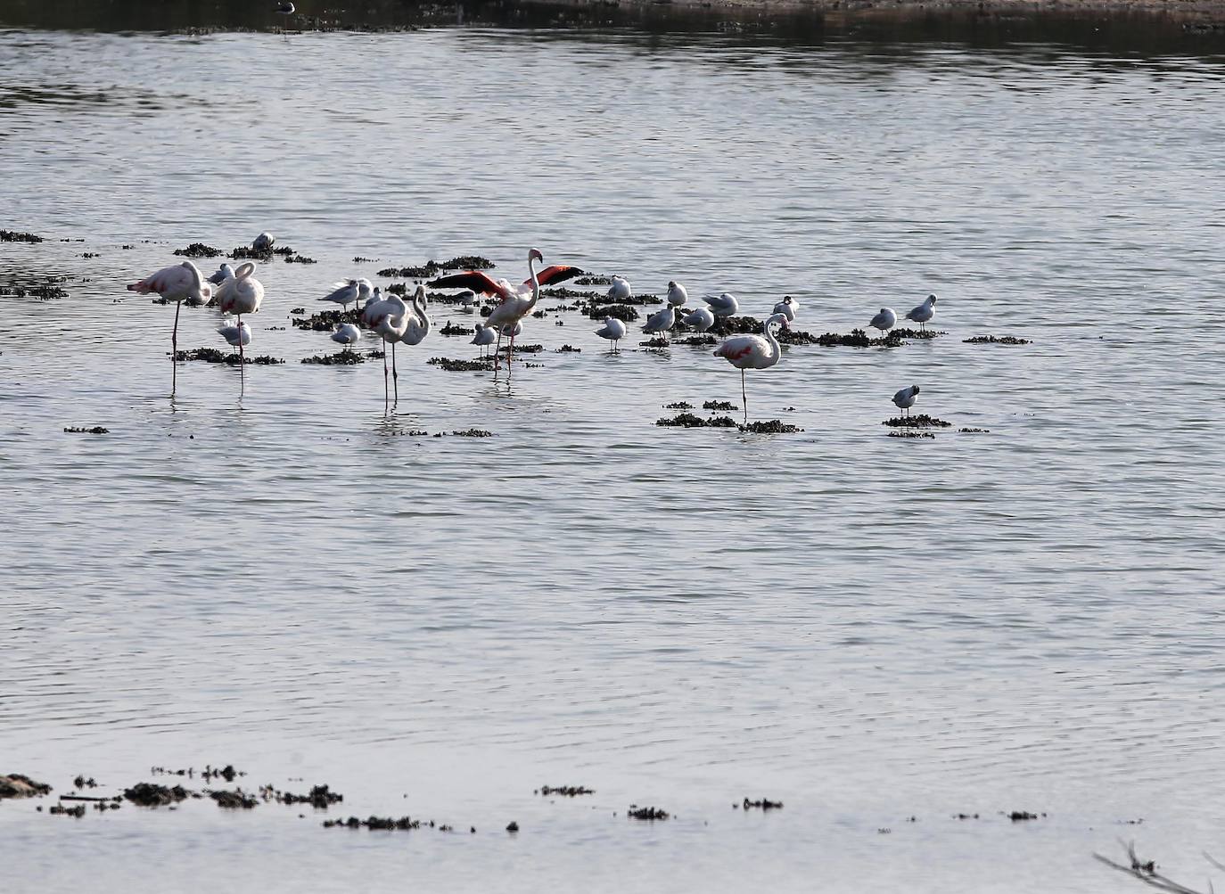 Así es la excepcional fauna del paraje de la Desembocadura del Guadalhorce