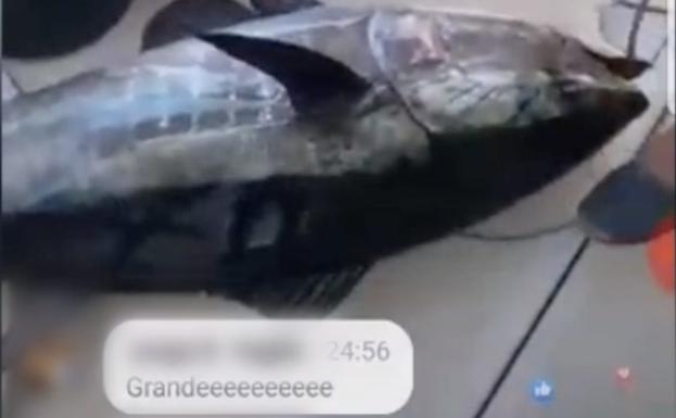 Les pillan pescando atún rojo en época de veda en Marbella al retransmitirlo en directo por Facebook