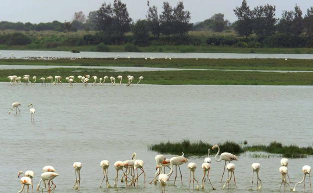 Doñana cumple 50 años tras superar numerosas amenazas para su entorno