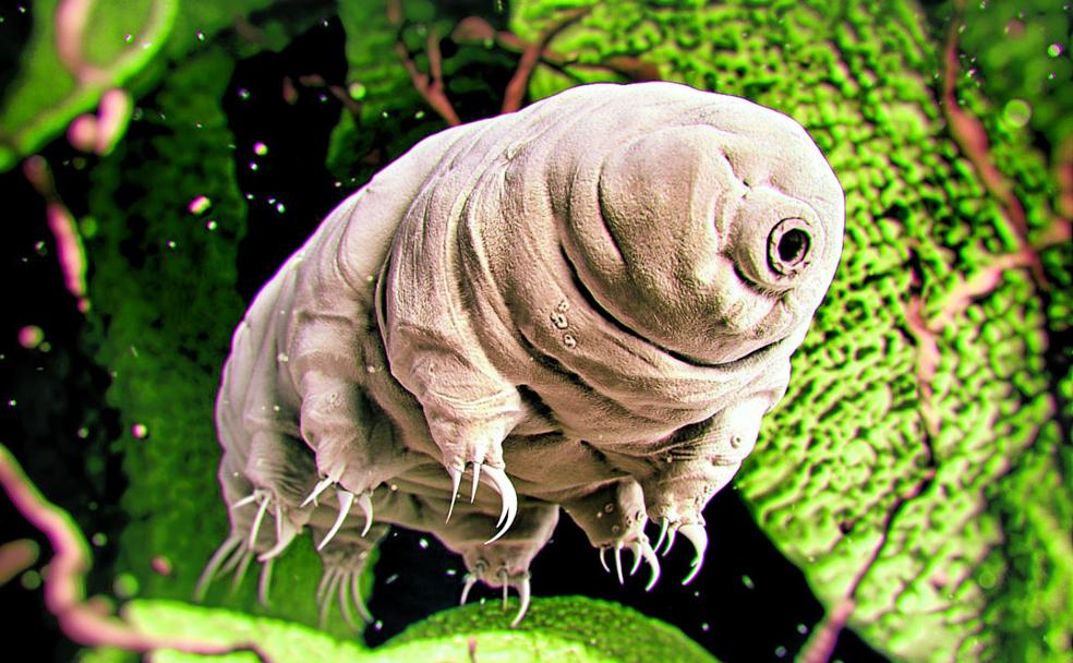 ¿Hay vida en la Luna?