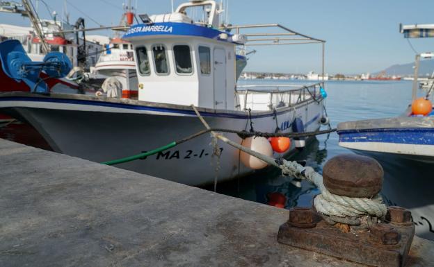 Marbella amplía un mes más la veda al pulpo, especie que lidera las ventas en la lonja con 1,3 millones