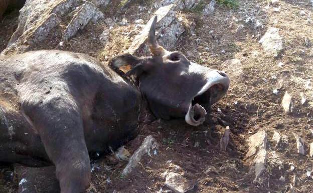 Un rayo mata a más de una veintena de vacas en un puerto de León