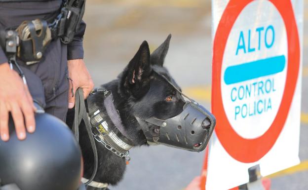 Perros de la Policía Local hallan una plantación con 172 plantas de marihuana en La Corta