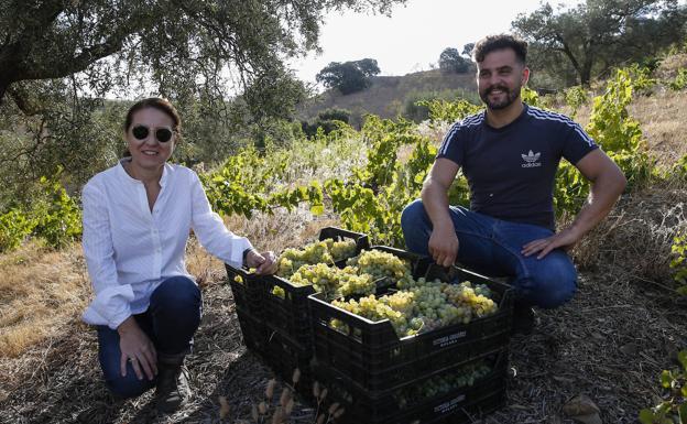 La vendimia resurge en los Montes