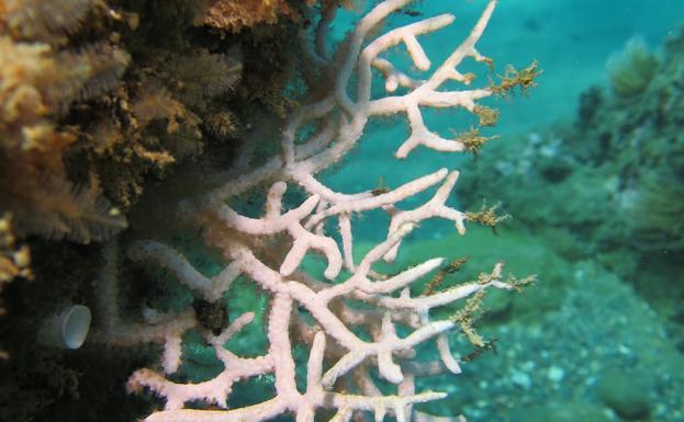 Los fondos marinos de los Baños del Carmen: una pieza fundamental en el ecosistema malagueño