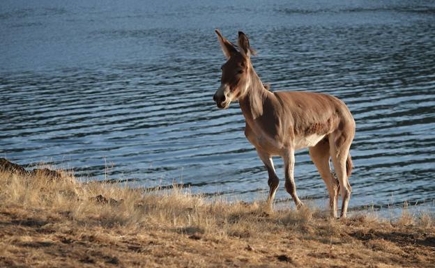 Un tenaz expolicía salva a una burra atrapada durante tres años en el islote de un lago de EE UU