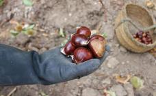Los productores de castañas prevén una campaña baja por la falta de lluvias en Ronda y la Serranía