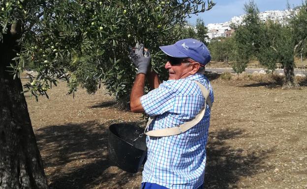 La falta de lluvia y el granizo marcan la campaña de la aceituna Aloreña