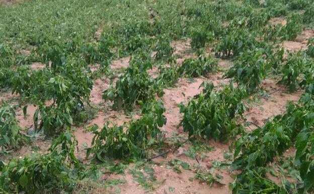 Agricultores culpan de los daños en el campo por la lluvia a la falta de limpieza de los cauces