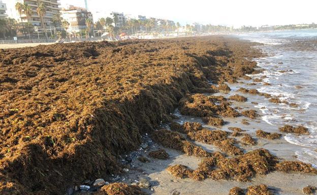 El Gobierno encarga a la UMA el análisis de riesgos para definir al alga asiática como invasora