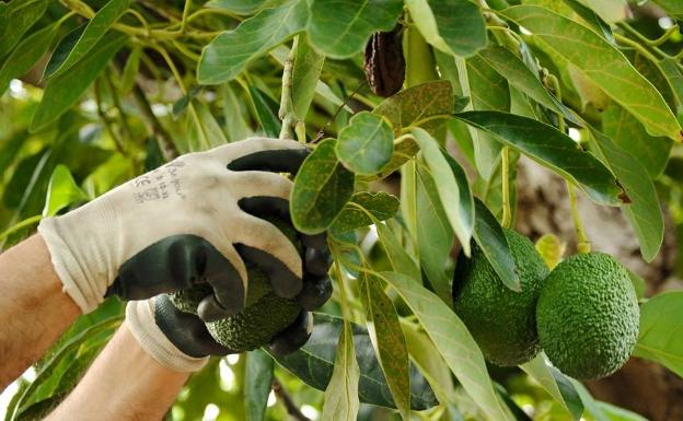 Los robos en el campo malagueño descienden un 40% en lo que va de año