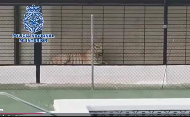 Detienen a una pareja de narcos que tenían un tigre albino como mascota de lujo en un chalet