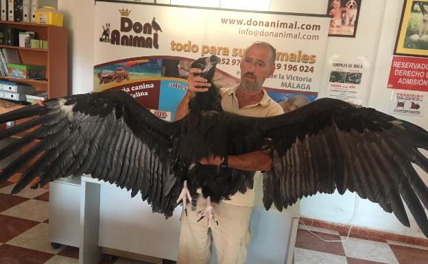 Rescatan un buitre negro en Vélez-Málaga y una garduña en Rincón de la Victoria