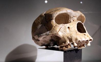 El cráneo humano, único de un mamífero que sigue la 'proporción áurea' de Leonardo da Vinci