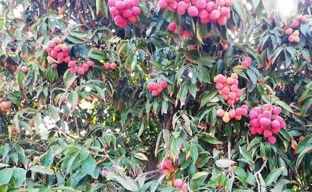 La Mayora participa en un estudio sobre variedades de litchi en Vietnam para garantizar su conservación