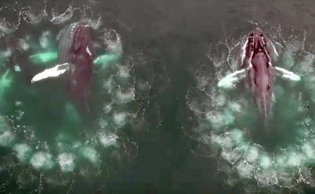 Increíbles imágenes de cómo las ballenas jorobadas atraen a sus presas con redes de burbujas