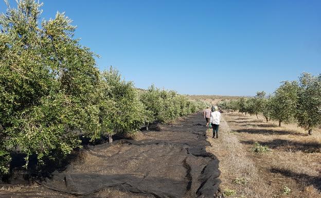 Olivareros malagueños aplauden que Bruselas apruebe el almacenamiento privado del aceite de oliva
