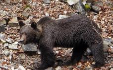 La Fundación Oso Pardo reclama medidas para evitar que los osos se habitúen a comer basura humana