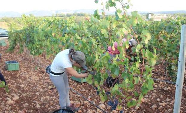 La Serranía de Ronda cierra la vendimia con leves pérdidas por las altas temperaturas