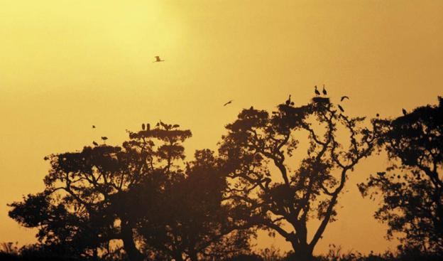 Doñana, 50 años de conservación y amenazas